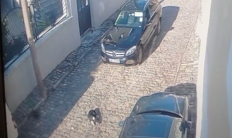 Shtypi qëllimisht qenin me makinë në Korçë  shpallet në kërkim drejtuesi i mjetit