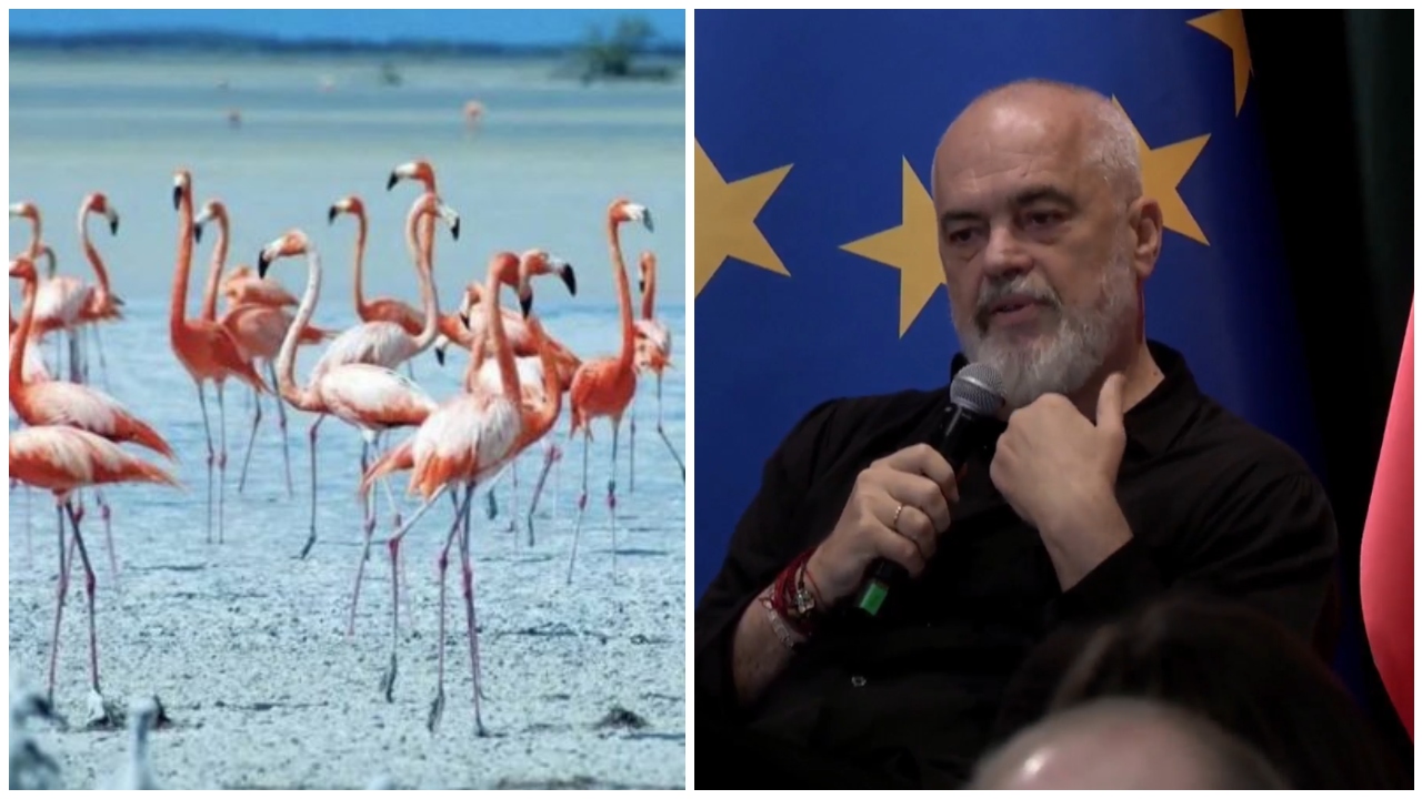  Kur unë erdha në qeveri nuk kishte flamingo  ndaluam gjuetinë e paligjshme   Rama  Vjosa e Narta s janë prekur dhe s do të preken