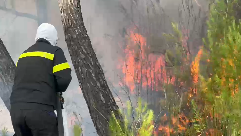 Zjarri në Pyllin e Sodës nën kontroll  flakët përpinë mbi 5 hektarë me pisha në Vlorë
