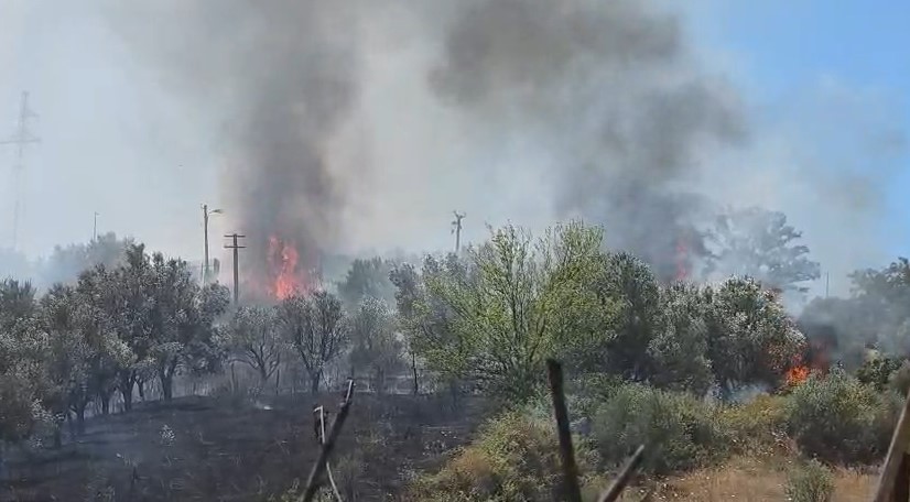 Zjarr në një sipërfaqe me ullishte në Fier  banorët në ndihmë të zjarrfikëseve me mjete rrethanore