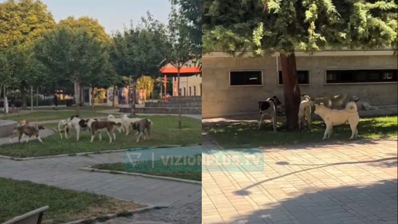 Qentë e rrugës rikthehen në problem në Korçë  banorët kërkojnë zgjidhje