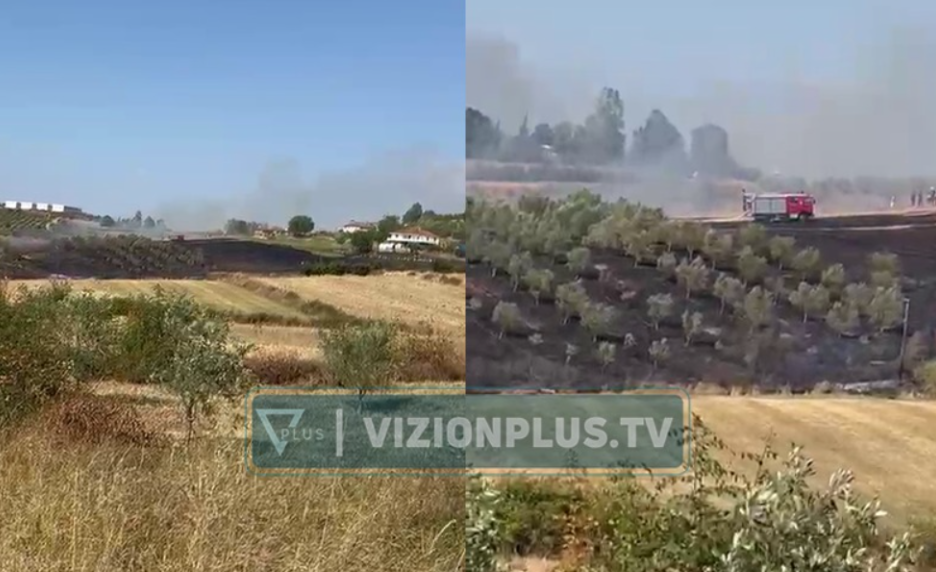 Zjarr në një parcelë me ullinj në Belsh