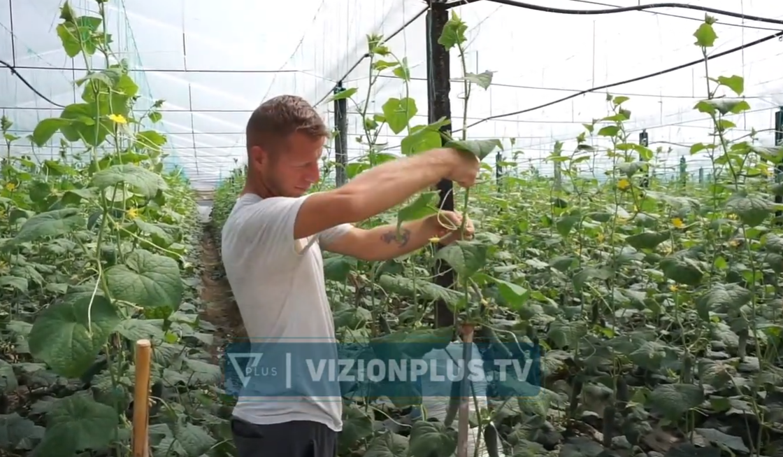 Fermerët në Dimal  Po falimentojmë  jemi zhytur në kredi  nuk po sheshim dot produktet