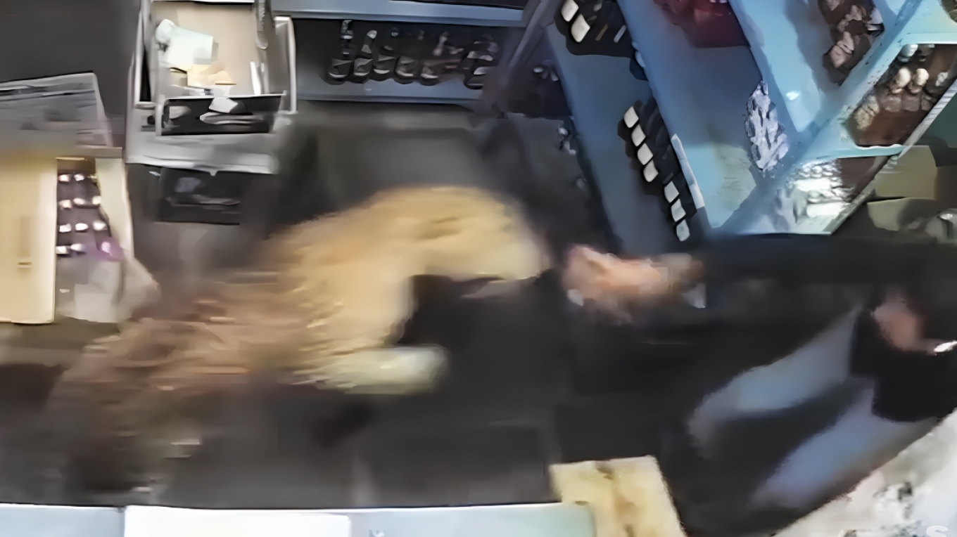 Skena horror në Indi  leopardi futet në dyqan dhe sulmon punonjësin 25 vjeçar  VIDOE 
