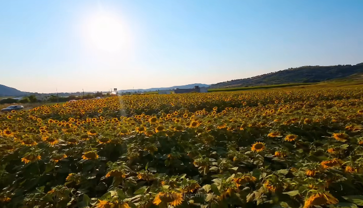 Rama publikon pamje nga fushat me luledielli në Sinaballaj ë Rrogozhinës  I shtojnë vlerë turizmit lokal