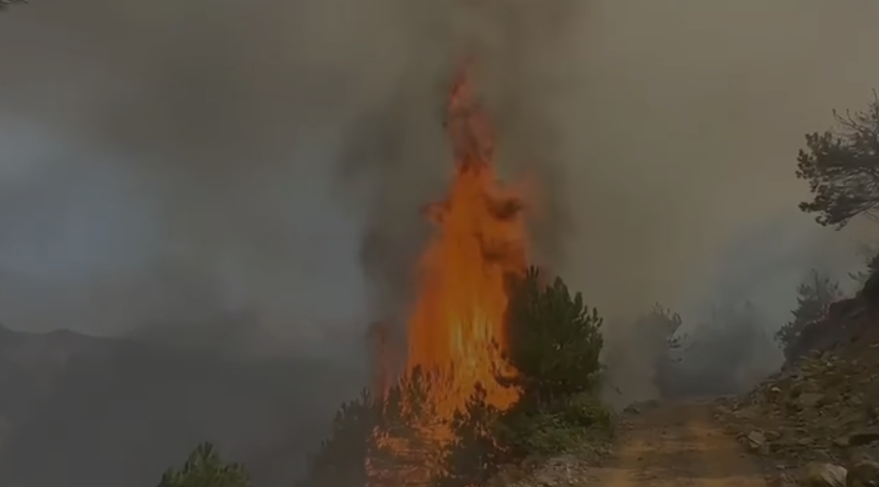 Zjarri në Pukë  flakët  përpijnë  pyllin me pisha