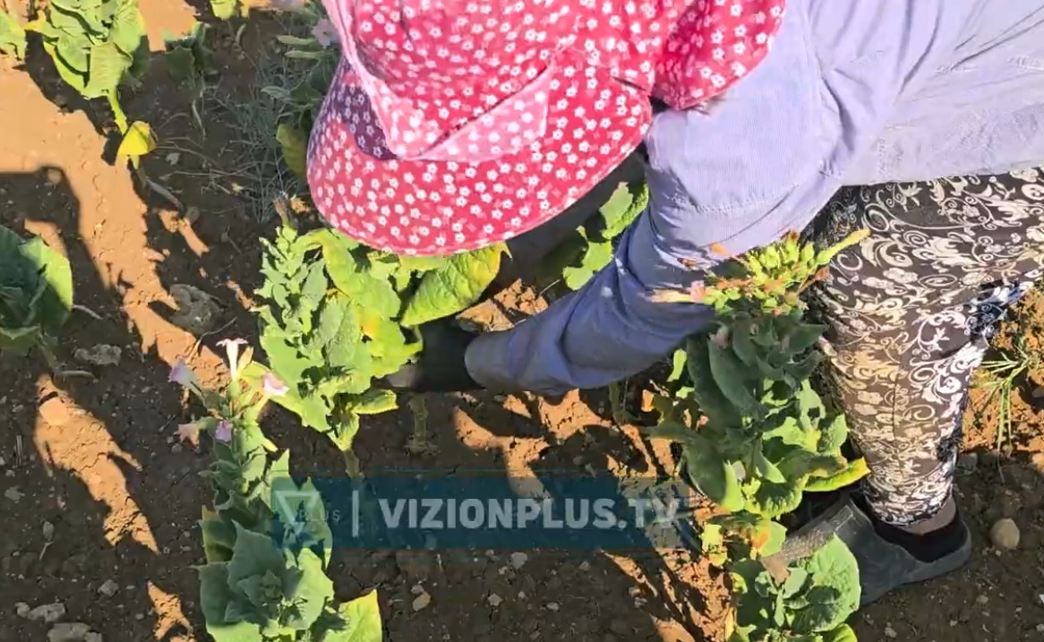 Shtohen pickimet nga insektet  mjekët në Belsh  Bëni kujdes gjatë punëve në bujqësi