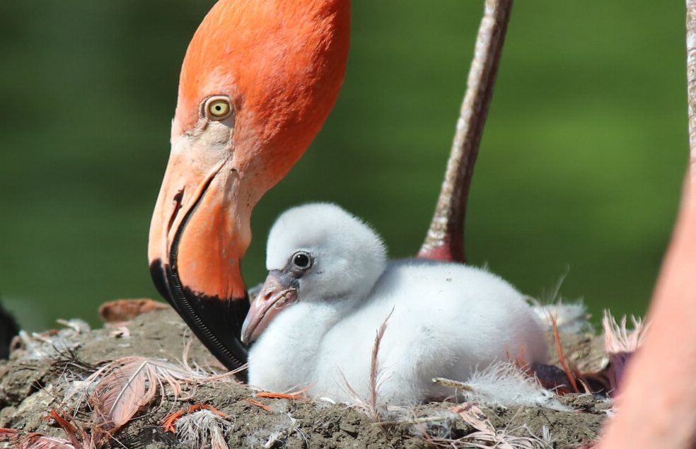 flamingot-nuk-lindin-roze-15-kuriozitete-qe-do-t-ju-bejne-ta-shihni-boten-ndryshe