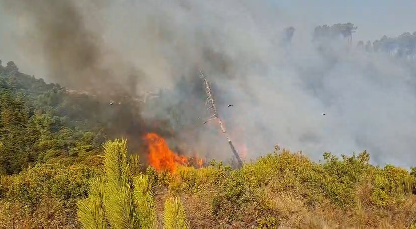 Vihet nën kontroll zjarri në Himarë  normalizohet situata në Fier  flakët djegin pyllin në Shkodër