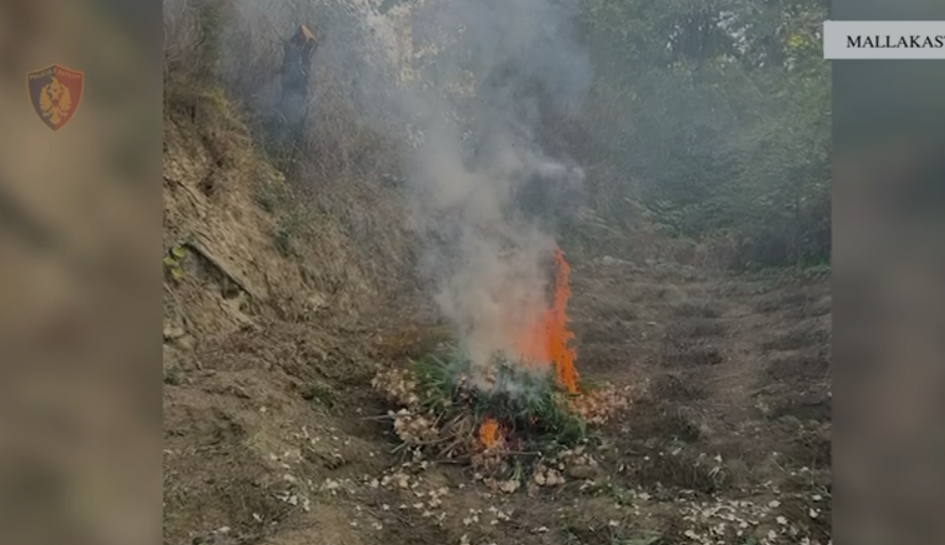 Mallakastër  Kultivoi 80 bimë kanabisi në tokë shtetërore  arrestohet 41 vjeçari