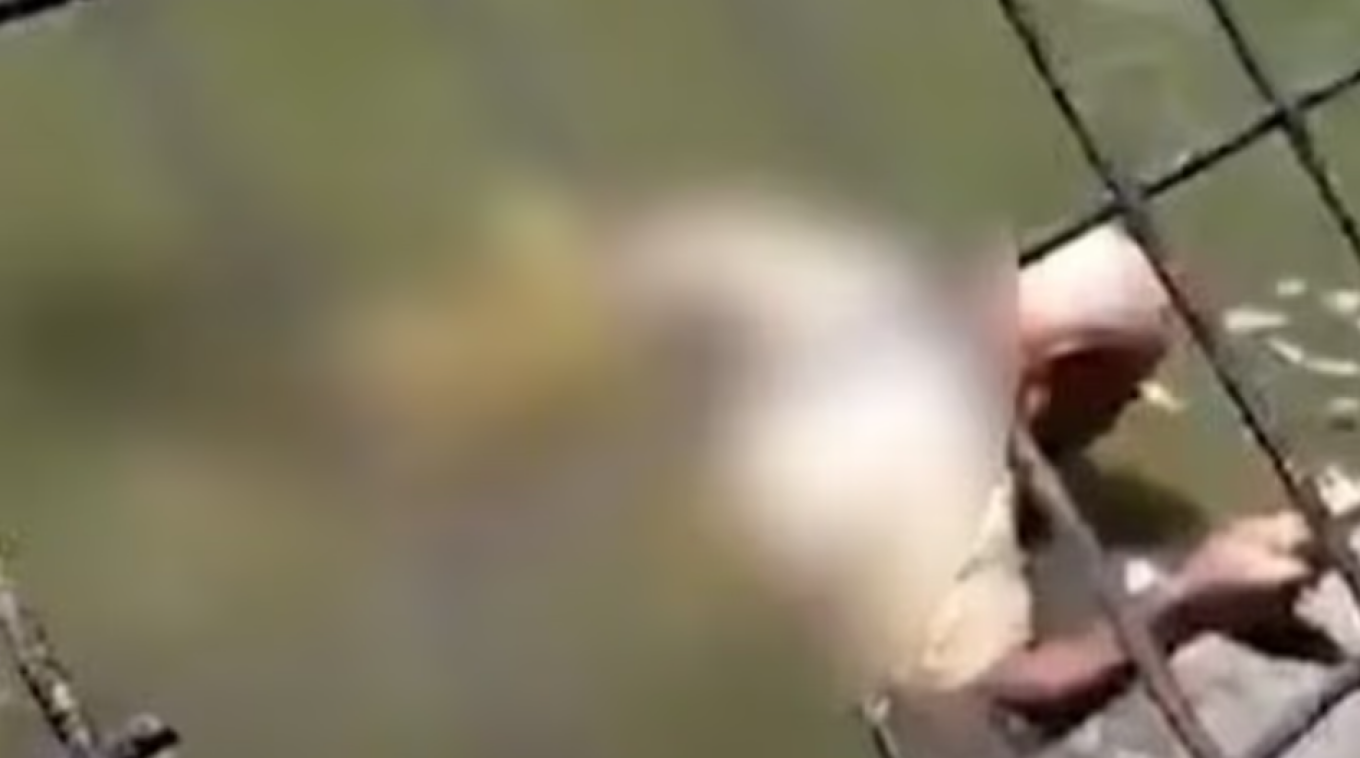 Pamje të rënda  Kujdestari i parkut vritet nga krokodili  dëshmitarët  E mbajti një orë në nofulla