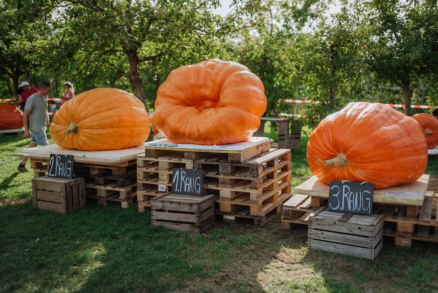 Kungulli gjigant që mahniti Zvicrën  Peshon plot 651 5 kilogramë