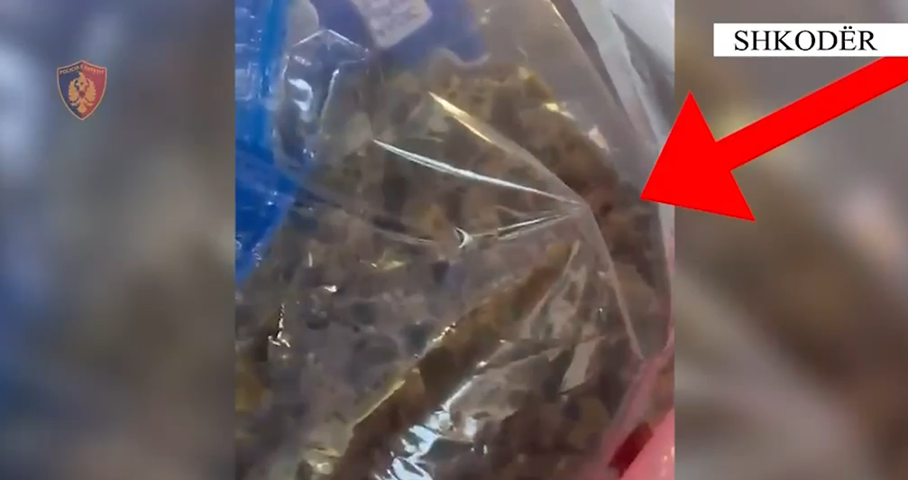 Shkodër  Kanabisi gati për shitje pranë shkollave  arrestohet 28 vjeçari  sekuestrohen 1 5 kg drogë