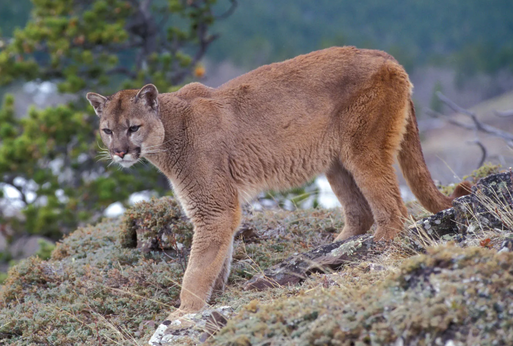 Alarm në Bavari  një puma endet pranë aeroportit të Mynihut  në kërkim me dronë dhe helikopter